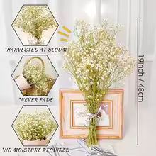 40-50cm Natural Fresh Dried Gypsophila paniculata Flowers, Baby Breath Bouquets, Wedding Gift and Decoration, Home Decor