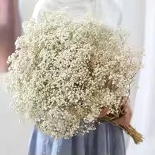 40-50cm Natural Fresh Dried Gypsophila paniculata Flowers, Baby Breath Bouquets, Wedding Gift and Decoration, Home Decor