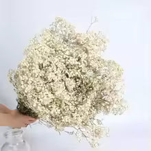 40-50cm Natural Fresh Dried Gypsophila paniculata Flowers, Baby Breath Bouquets, Wedding Gift and Decoration, Home Decor